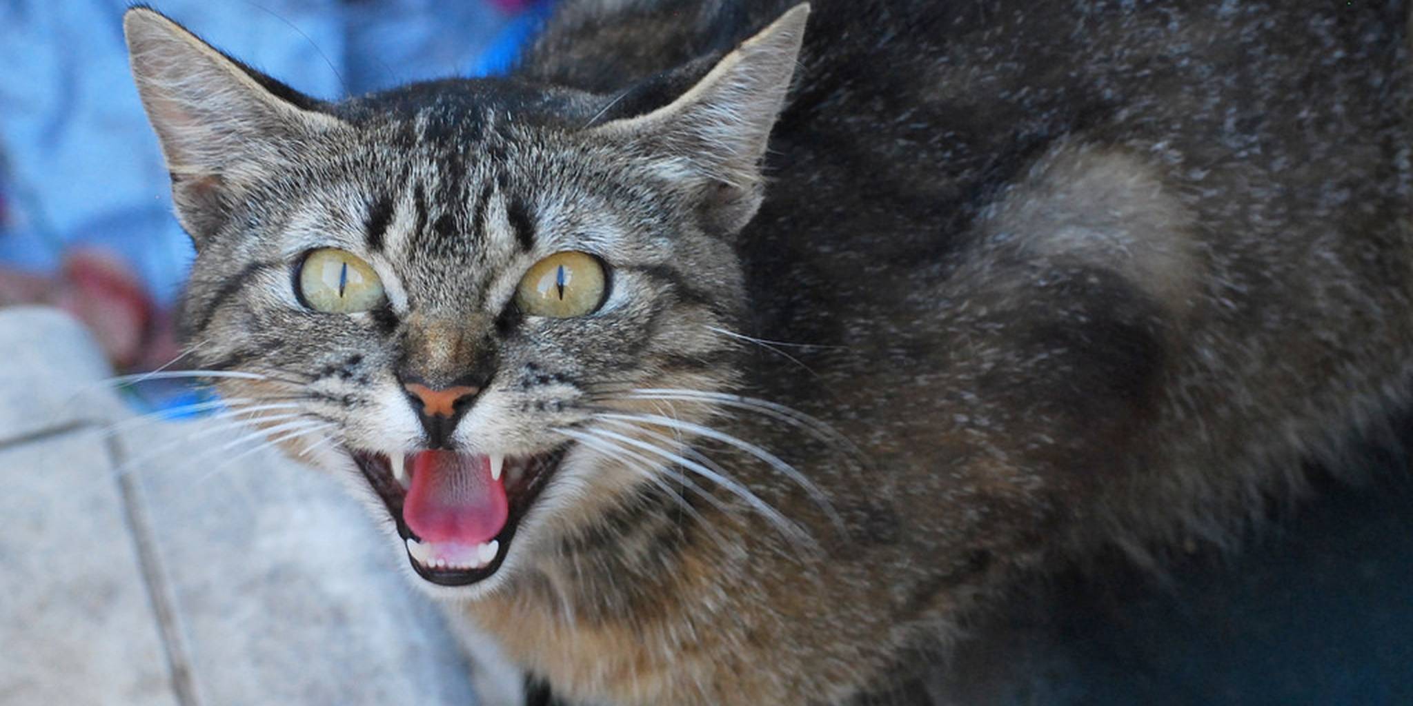 Кот стал агрессивным, нападает на хозяйку: почему кошка шипит, кидается, кусает хозяев без причины?