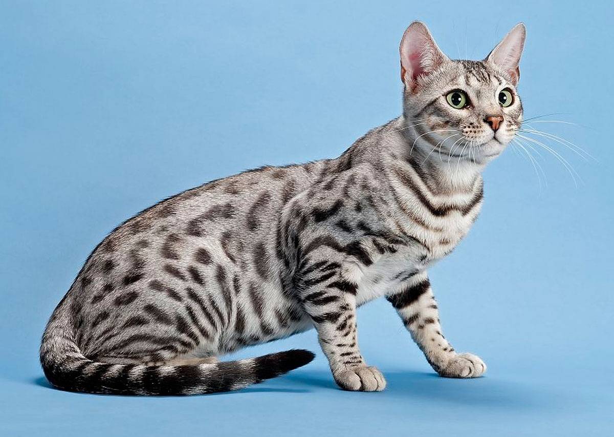 Канаани: описание породы кошек, характер, отзывы, здоровье (с фото)