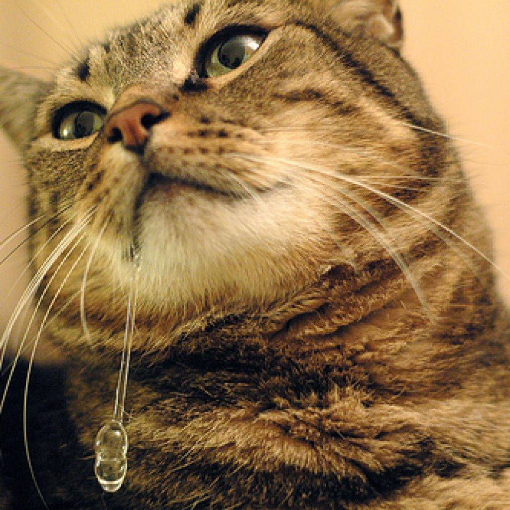 Почему у кошки текут слюни прозрачные как вода каплями, что делать
