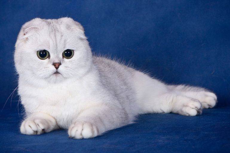 Как назвать британского котенка-подбираем имена и клички для котов и кошек