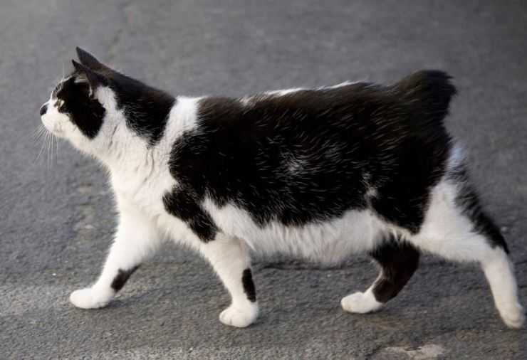 Описание и характер породы кошек без хвоста мэнкс (мэнской кошки)