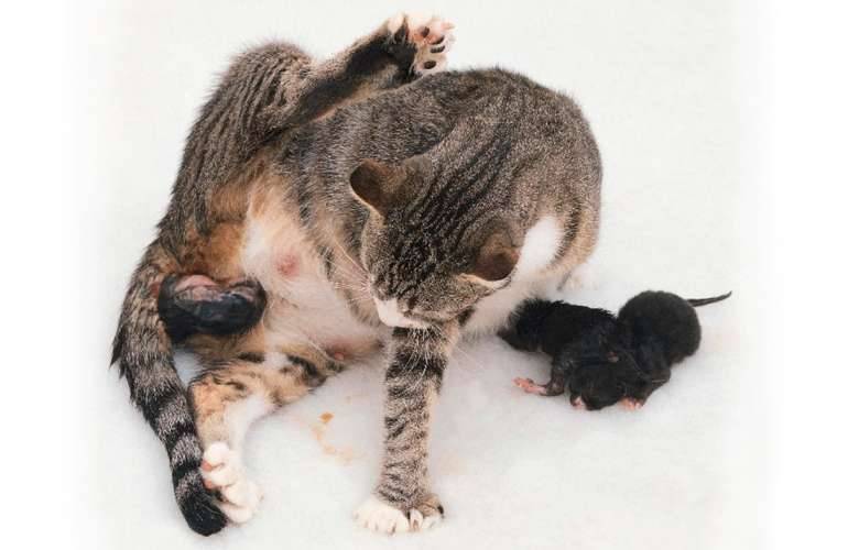 Беременность у кошек: о чем должен знать ответственный владелец