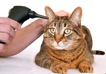 Кот трясет головой и чешет уши: причины и нужно ли беспокоиться