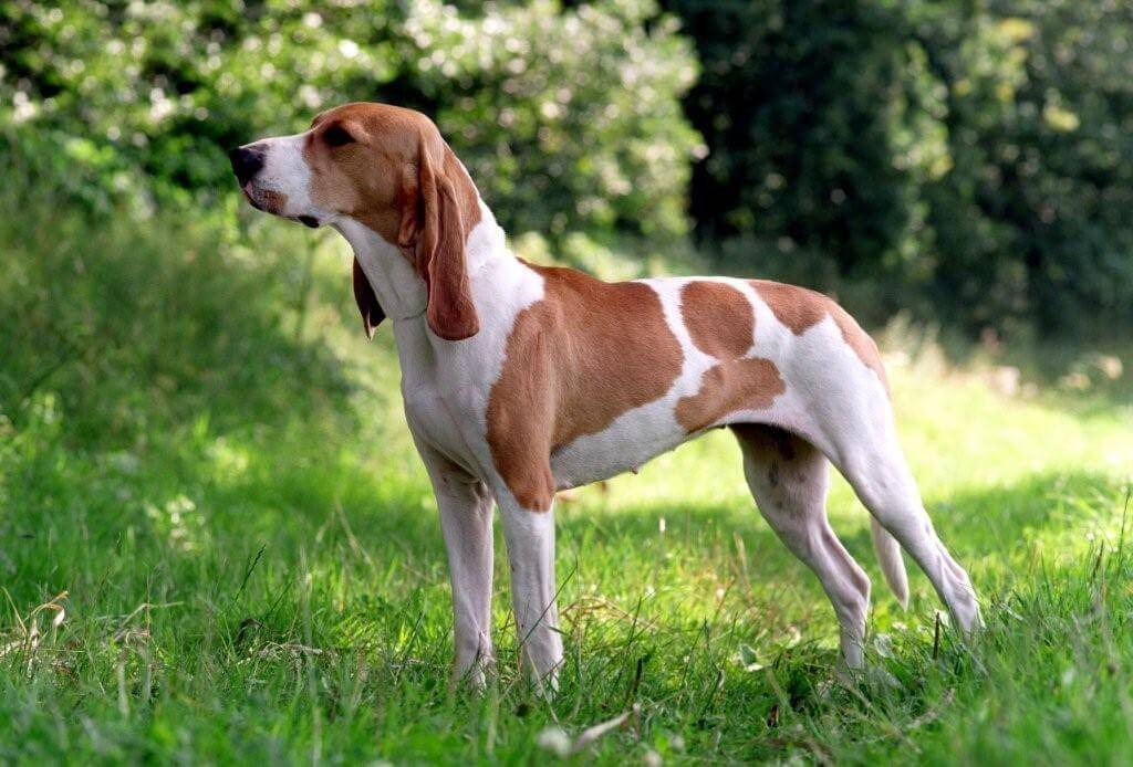 Австрийская гончая - фото собаки, описание породы, характер