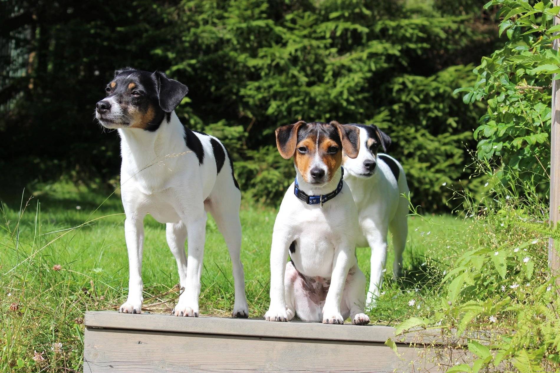 Датско-шведская фермерская собака - собаки, породы, уход за животными