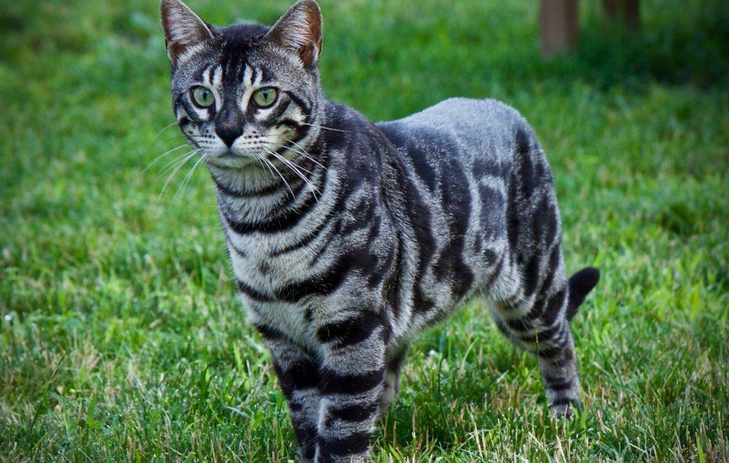 Кошки тигрового окраса: примеры названий пород и уход за питомцем