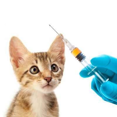 Перед вакцинацией кошки необходимо провести