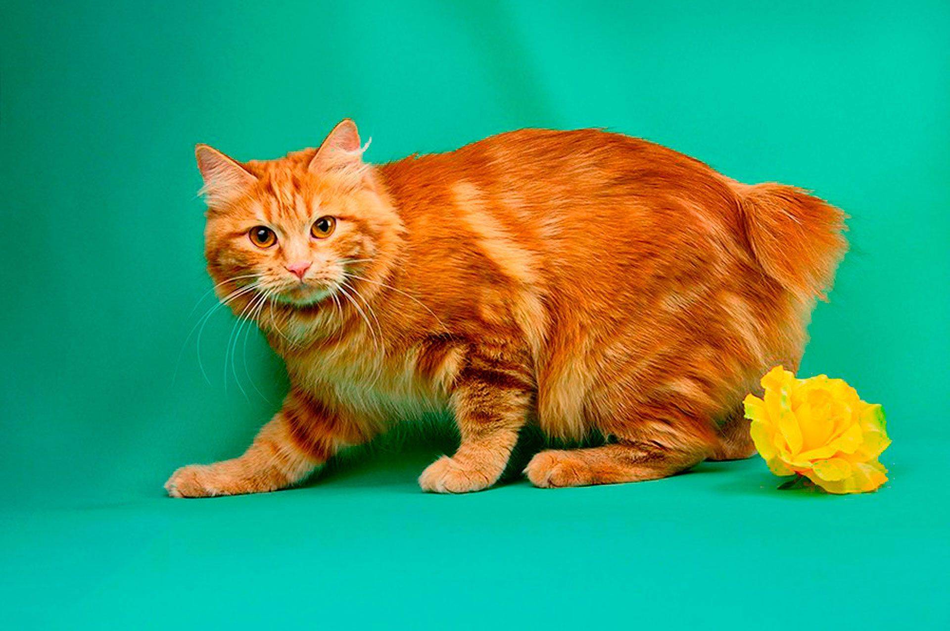 Породы кошек с рыжим окрасом – список, характеристика и фото