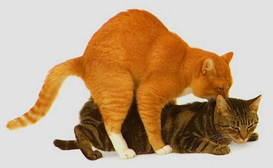 Спаривание кошек и котов: почему орут, как размножаются, сколько длится половой акт
спаривание кошек и котов: почему орут, как размножаются, сколько длится половой акт