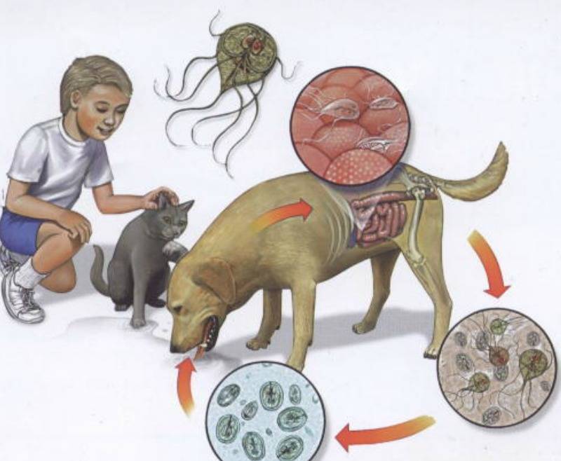 Может ли человек заразиться глистами от собаки?