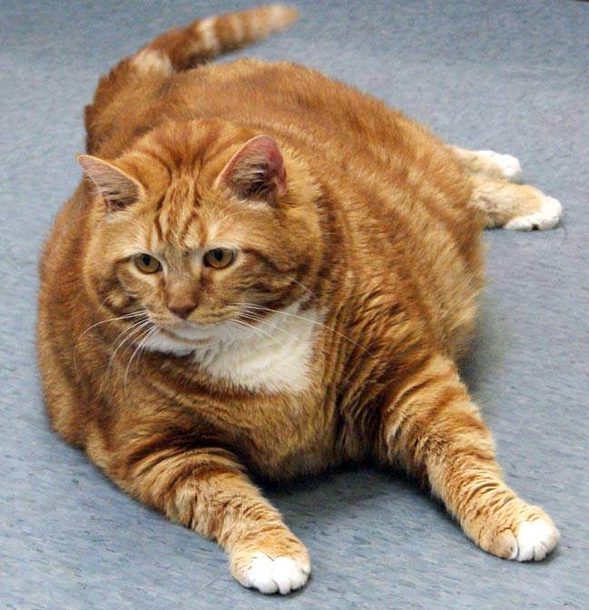 О потребности в калориях: как помочь кошке похудеть, заставить двигаться