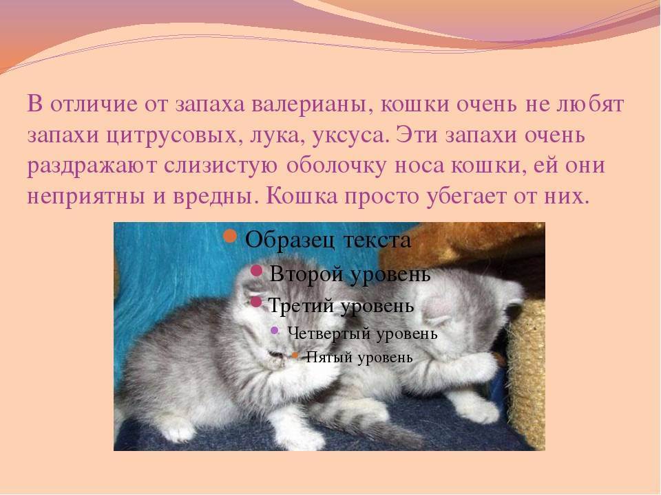 Какой любимый кот. Запах чего не любят кошки. Какие запахи любят кошки. Запах чего не любят кошки и коты. Какие ароматы не любят кошки.