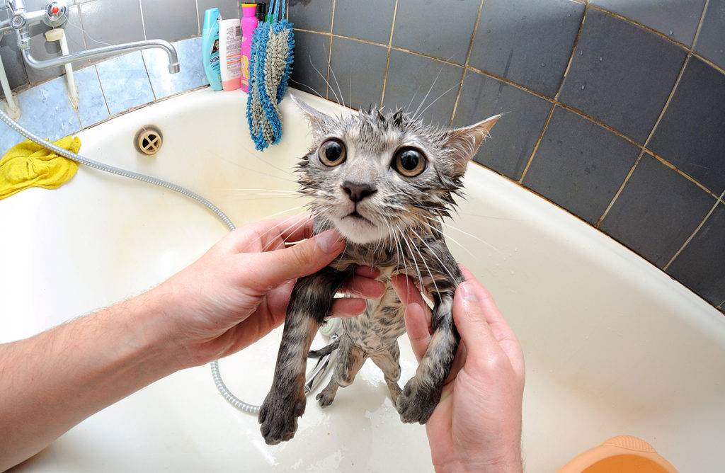 Как приучить котенка к водным процедурам. как приучить кота к купанию