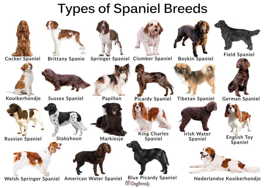 Имена породистых. Собака типа кокер спаниеля. Средняя порода собак. Породы средних собак. Породы собак средних размеров.