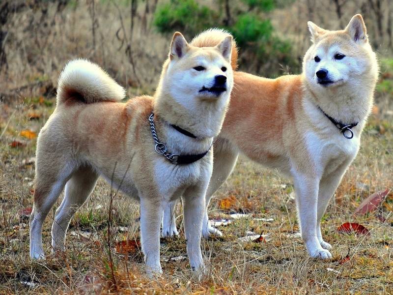 Японский хин: описание породы и фото, недостатки характера собаки