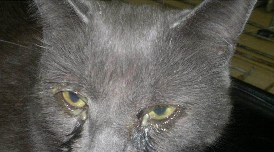 Хламидиоз у кошек - 90 фото проявлений и основных особенностей лечения