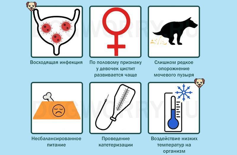 6 симптом цистита у кошки - лечение в домашних условиях