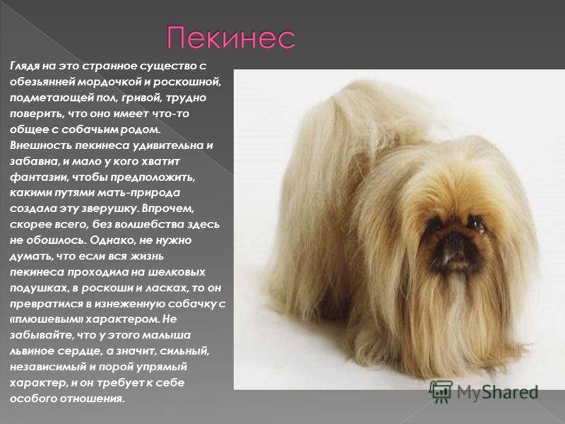 Характер и особенности породы пекинес