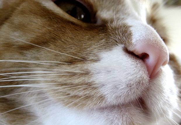 Почему у котенка сухой нос