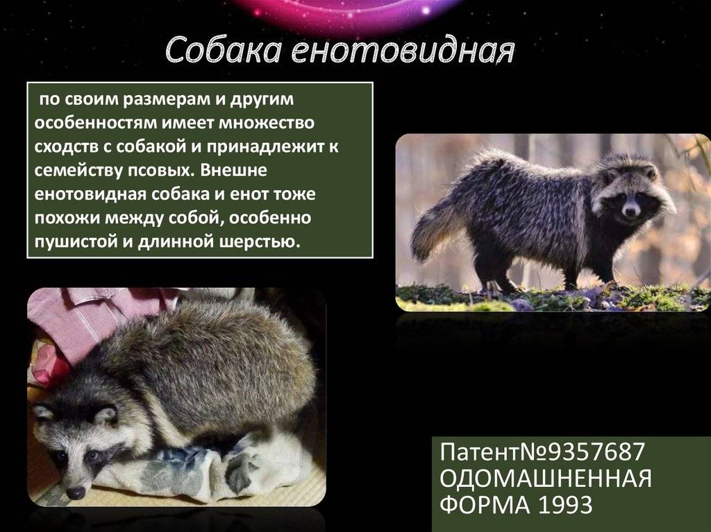 Енот описание и образ жизни