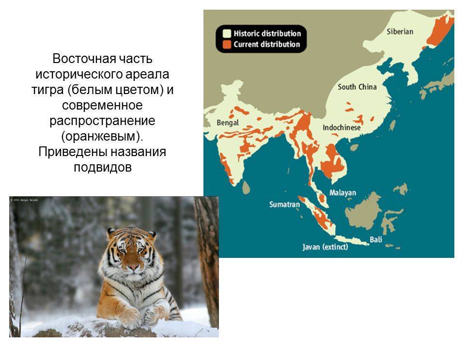 Тигр какое государство. Амурский тигр ареал обитания. Ареал обитания Амурского тигра. Дальневосточный леопард ареал обитания. Амурский тигр ареал обитания в России.