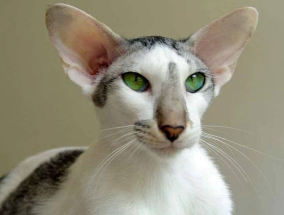 Ничего от них не утаишь: 4 породы кошек с большими ушами