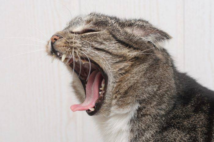 Запах изо рта у кошки: 5 основных причин