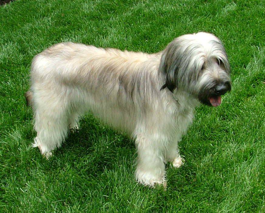 Описание породы пиренейская горная собака