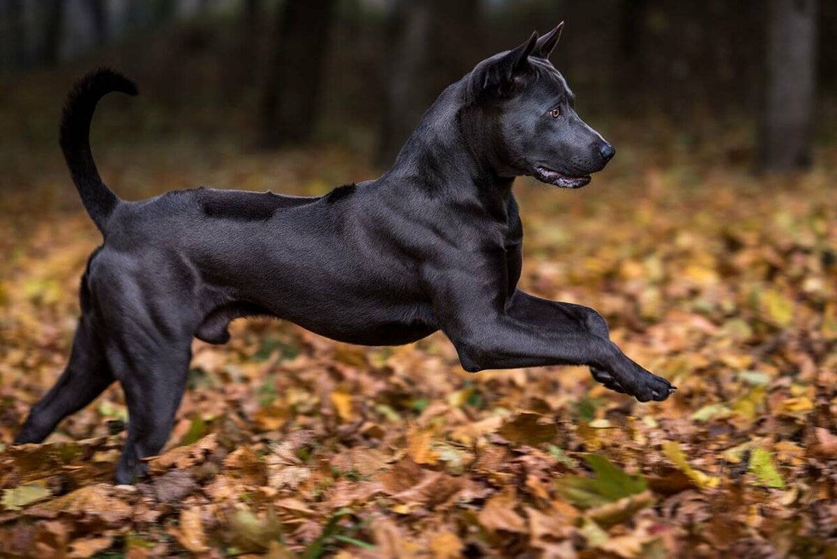 Породы гладкошерстных собак с фото