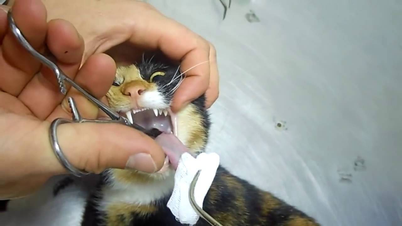 Что делать, если кошка проглотила веревку.