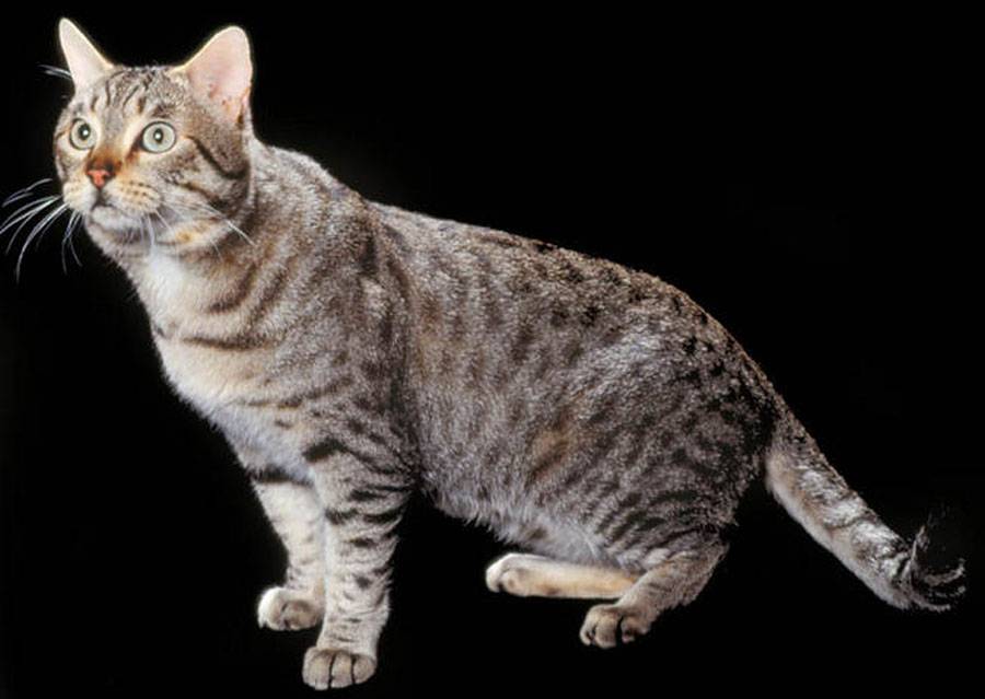 Калифорнийская сияющая кошка - описание породы
