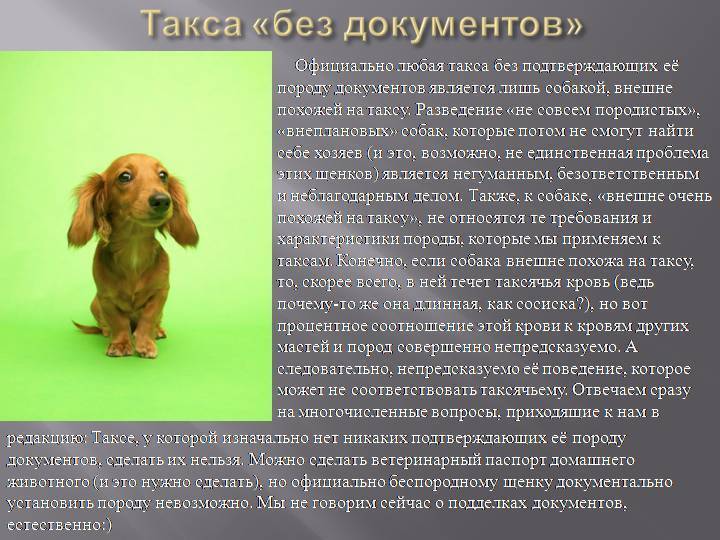 Такса — описание породы собаки от а до я