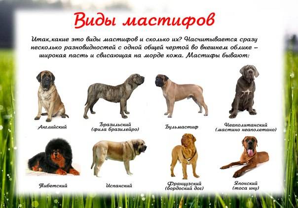 Испанский мастиф — фото, характеристика породы собак, описание, отзывы владельцев, характер
