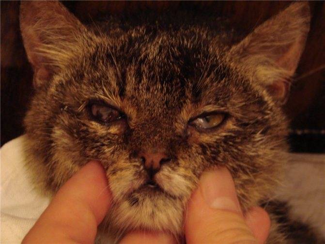 Кот чихает и слезятся глаза чем лечить в домашних условиях - лекарства