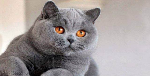 Британская короткошерстная кошка: характер, история, фото | кот и кошка