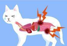 Что такое фурминатор для кошек и как его использовать