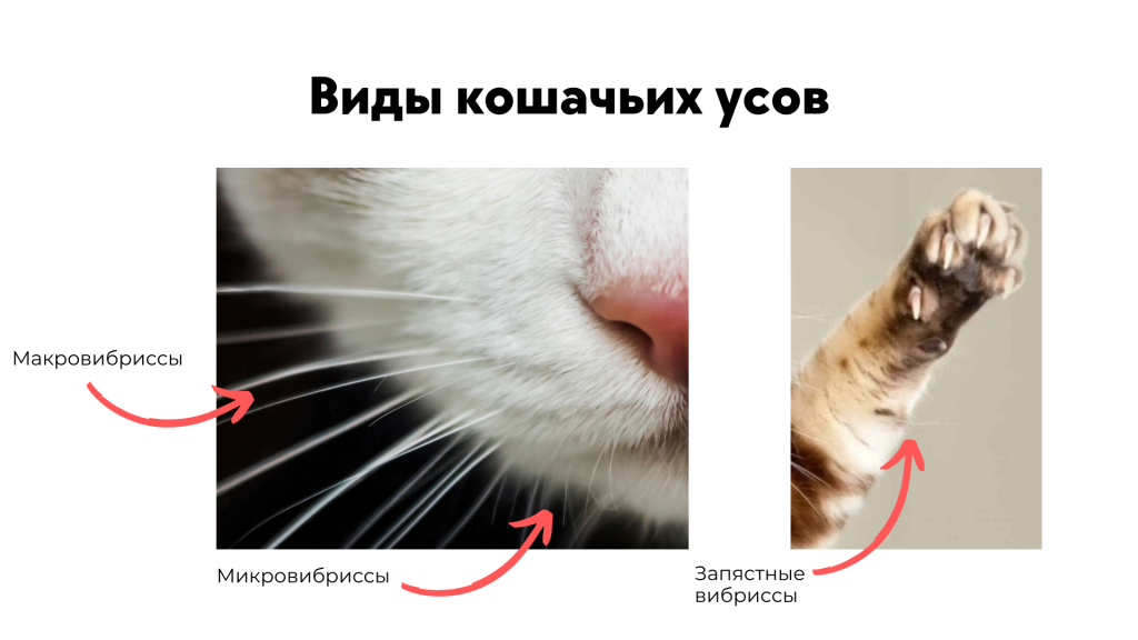 Можно ли стричь кошкам (и котам) усы?