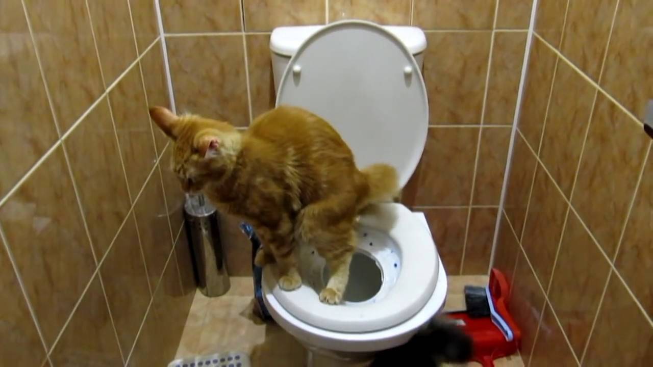 Как приучить кошку или кота ходить в туалет на улице: быстро и просто