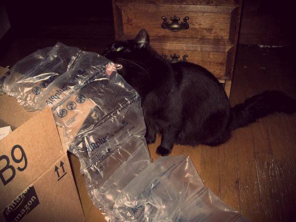 Почему кошка жует или лижет пластиковые пакеты?