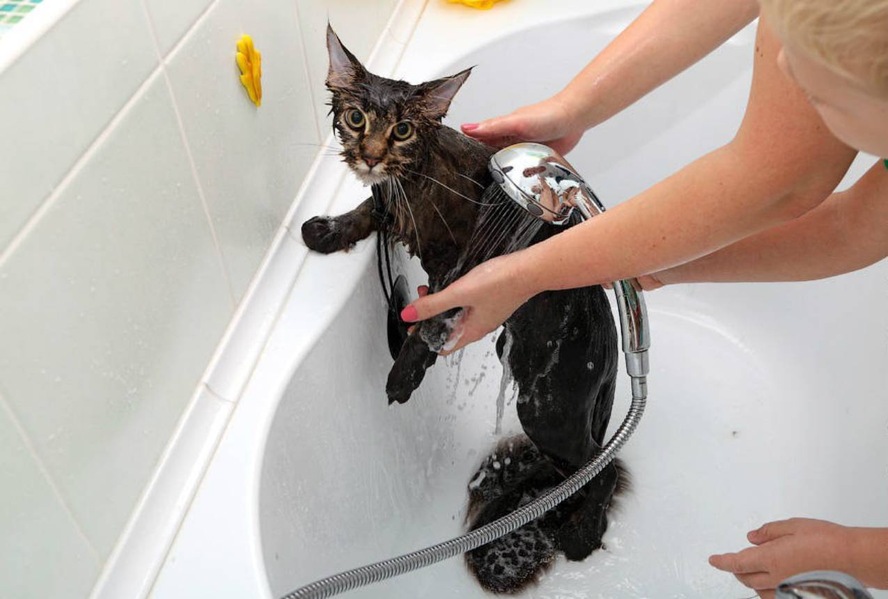 Почему кошки часто умываются | как и зачем моются