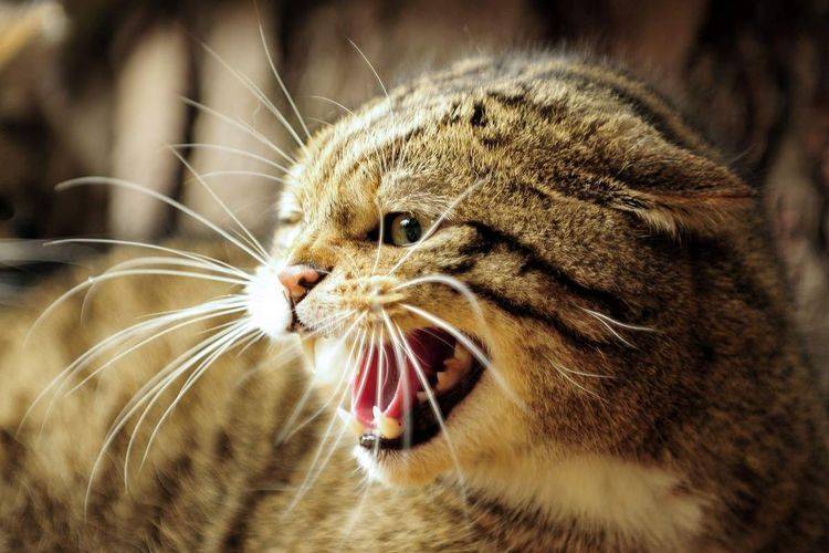 ᐉ кот шипит и рычит, почему кошки рычат? - zooshop-76.ru