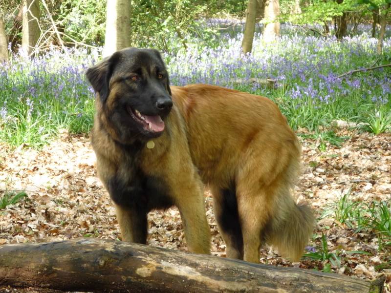 Эштрельская овчарка: стандарт породы, внешний вид португальской собаки с фото, содержание и уход