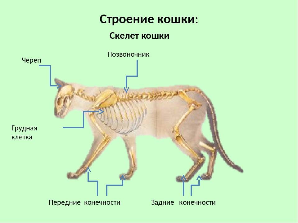 Скелет кошки - строение, анатомия, фото
