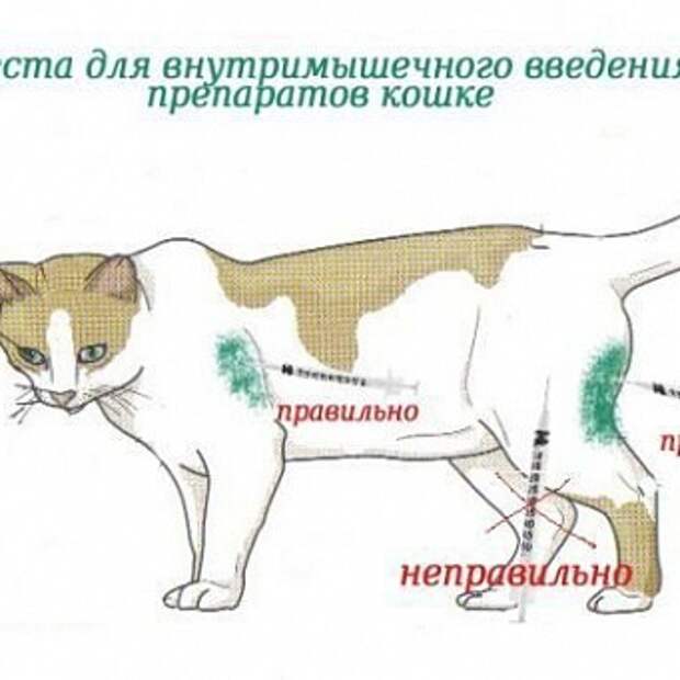 Как правильно делать укол кошке