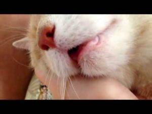 Из-за чего кошка может дышать с открытым ртом?