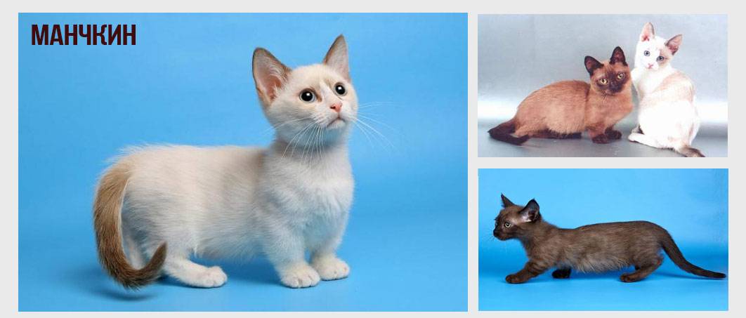 Милые крохи: самые маленькие породы кошек
