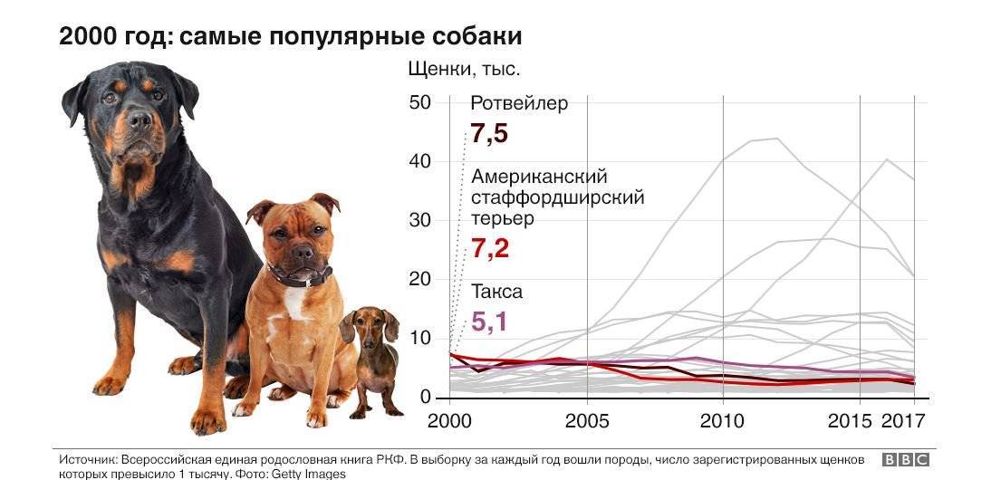 Обзор лучших русских пород собак, которые были выведены на территории россии