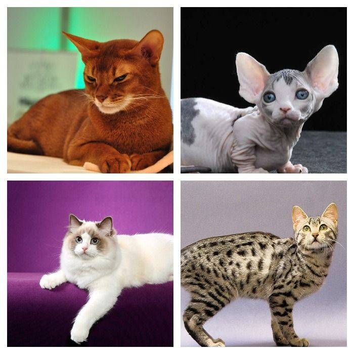 Самые популярные породы кошек в мире – список, характер, описание, фото и видео  - «как и почему»