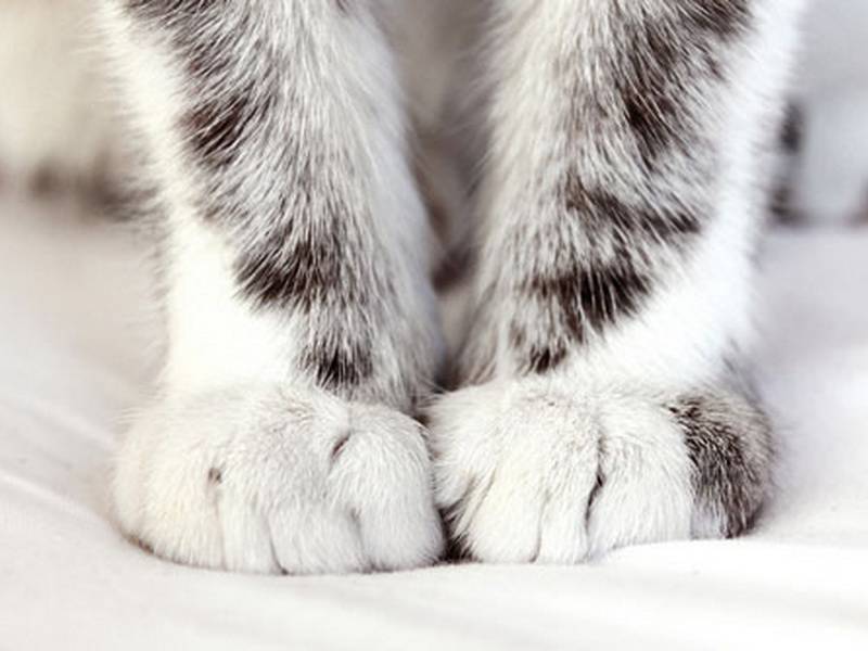 Почему кошки и коты топчут нас лапками и мурчат | массаж хозяину