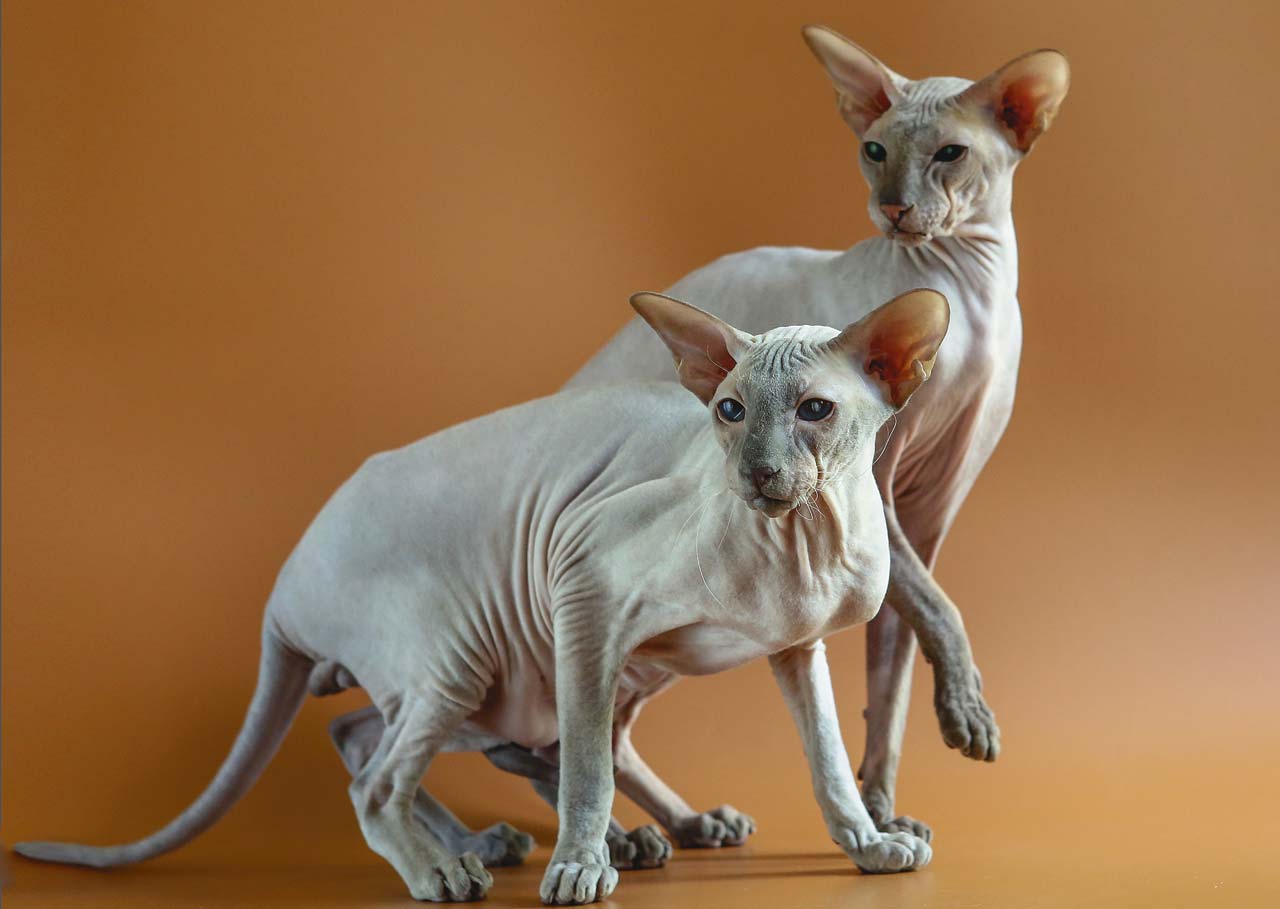 Самые необычные породы кошек | science debate